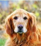 ניתוח מפרק ירך לכלבים - תמונת המחשה